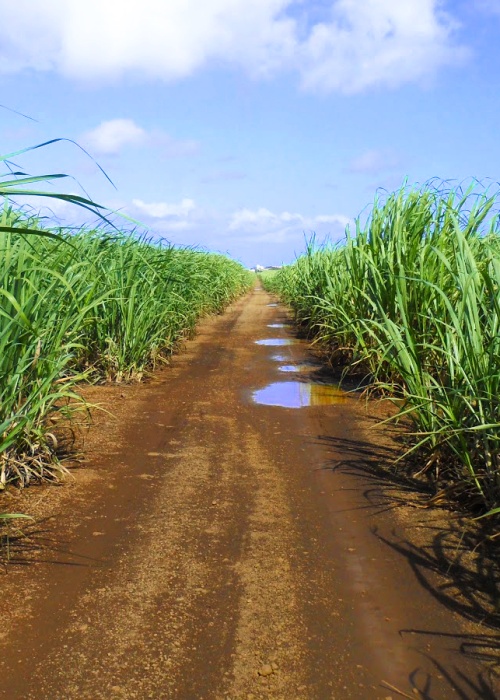 Sugarcane fields in La Romana Province