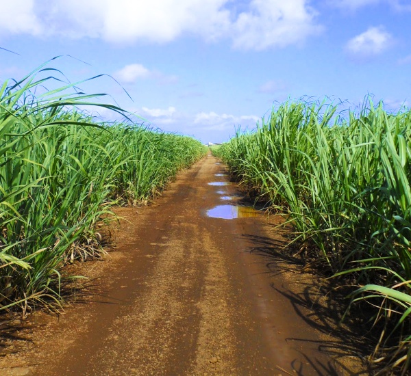 Sugarcane fields in La Romana Province